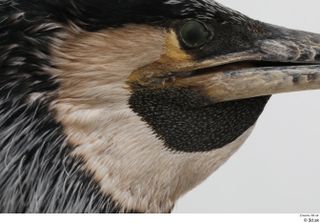 Bird  9 beak eye head 0001.jpg